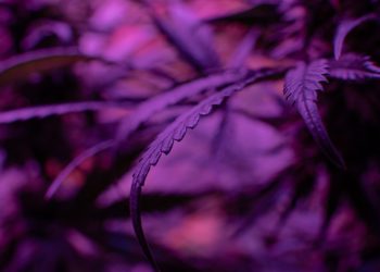 Beta-Caryophyllen, das besondere Terpen im Hanf