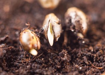 Faktoren, die bei der Keimung von Hanfsamen beachtet werden sollten