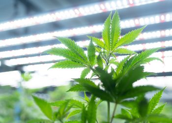 Zucht vs. Landrasse: Wie unterscheiden sich Cannabinoide und Terpene?