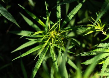 BvCW veröffentlicht Razzien Leitfaden fürs Hanfgewerbe