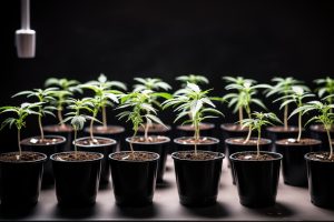 Triploidal Cannabisgenetik: Hanfmarketinin Geleceği mi?