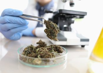 Thiole – neu entdeckte Stoffgruppe in Cannabis