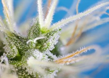 Das unterschätzte Potenzial des Cannabis Highs