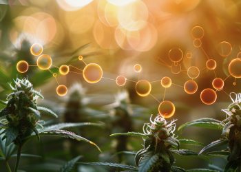 Delta-8/9/10 THC im Vergleich – Unterschiede und Gemeinsamkeiten