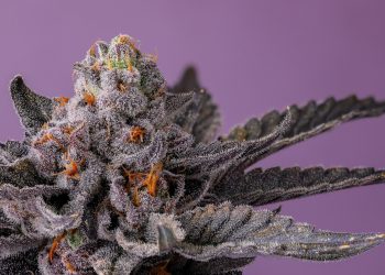 Eigenanbau – Rauchst du noch oder growst du schon?