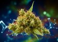 Gesundheitsgefahren durch synthetische Cannabinoide