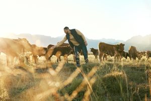 Hanf für Tier in Haus & Hof