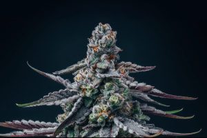 Tıbbi Cannabis Strain İncelemesi: enua 22/1 MAC F CA - MAC Flurry