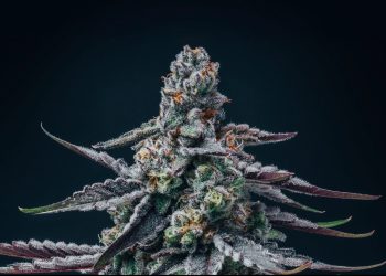 Medizinalcannabis Strain Review: enua 22/1 MAC F CA – MAC Flurry