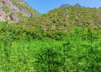 Marokko fährt erste legale Cannabisernte ein
