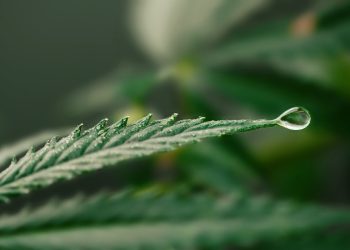 Mehr Narkosemittel bei chronischem Cannabiskonsum