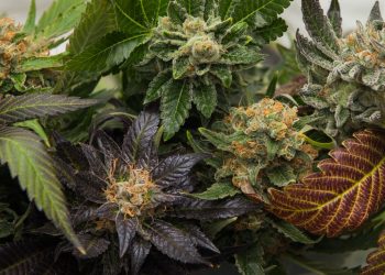 Terpen D-Limonen reduziert THC-induzierte Angstzustände