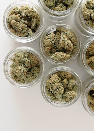 Das Unabhngige Hanf Magazin | Alles ber Hanfpflanzen & Cannabis