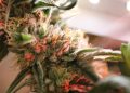 Zukunft des Gartenbaus – Fluence setzt neue Maßstäbe in der Cannabis-Beleuchtung