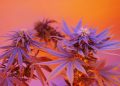 Cannabiskultur und Hanfgeschäft in Frankreich – Interview mit Reggae-Künstler Tiwony
