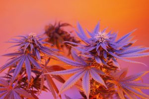 Cannabiskultur und Hanfgeschäft in Frankreich – Interview mit Reggae-Künstler Tiwony