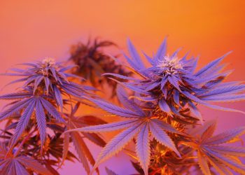 Cannabiskultur und Hanfgeschäft in Frankreich – Interview mit Reggae-Künstler Tiwony