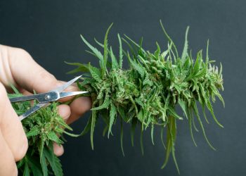 Legalisierung – Was jetzt?