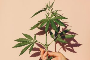 Telecan - Tıbbi Cannabise Basit ve Kolay Erişim