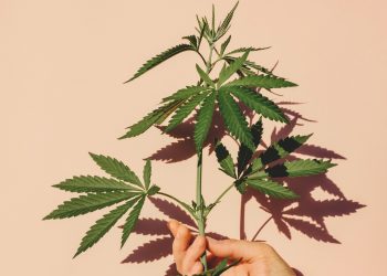 Telecan – Dein unkomplizierter Zugang zu Medizinalcannabis