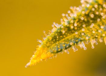 Terpenprofil von Nutzhanfsorten & deren medizinisches Potenzial