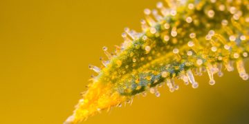 Terpenprofil von Nutzhanfsorten