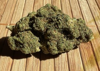 Medizinalcannabis Strain Review: avaay 22/1 LSB – Lemon Sherbet