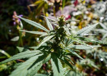 CBGA – die Mutter der Cannabinoide