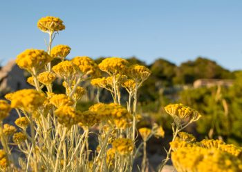CBGA in weiterer Pflanze gefunden