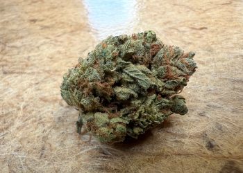 Medizinalcannabis Strain Review: Cannamedical CM 16/1 GRP – Grapefruit Gift