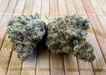 Medizinalcannabis Strain Review: Cannamedical CM 27/1 PO – Platinum Oranges