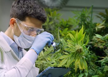 Deutsches Krebsforschungszentrum informiert über Cannabismedizin