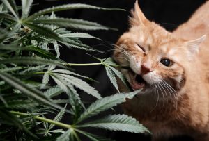 Erste Hilfe: Was tun, wenn Haustiere Cannabis fressen?