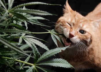 Erste Hilfe: Was tun, wenn Haustiere Cannabis fressen?
