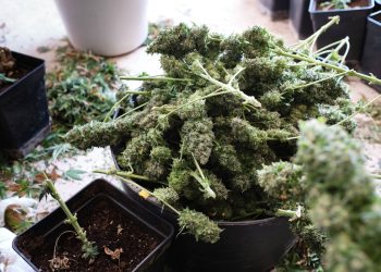 Legal im Staat, illegal im Bund – Cannabis in New Mexico