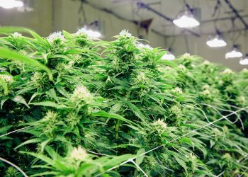 Medizinalcannabis-Boom in Großbritannien