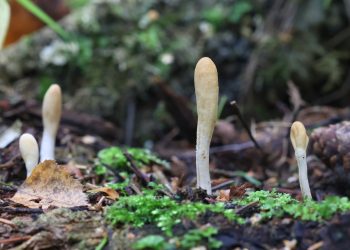 Nützliche Mikroorganismen in der Hanfzucht