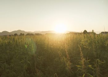 Nutzhanf – Özdemir kündigt Streichung der Rauschklausel an