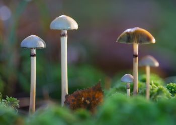 Psilocybin vielversprechend bei Behandlung von Depressionen