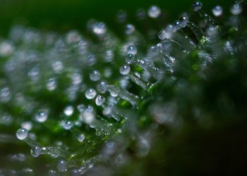 Trichome – Aufbau und Erläuterungen