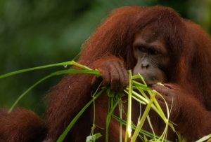 Cannabis & Tiere: Verwenden Orang-Utans Hanfsalbe?