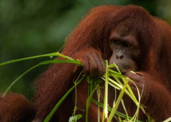 Cannabis & Tiere: Verwenden Orang-Utans Hanfsalbe?