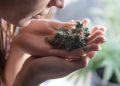 Wie wichtig sind Geruchsfilter beim Anbau von Cannabis?