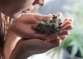 Wie wichtig sind Geruchsfilter beim Anbau von Cannabis?