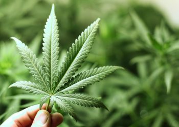 Be ready for your CSC – Die Cannabis Kompetenztage in Berlin
