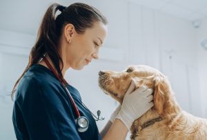 Der Einsatz von Cannabis in der Veterinärmedizin