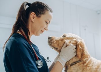 Der Einsatz von Cannabis in der Veterinärmedizin