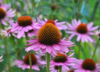 Echinacea – Heilpflanze mit Cannabinoid Wirkung