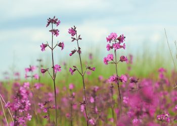 Natürliche und ungiftige Alternativen zu PGRs