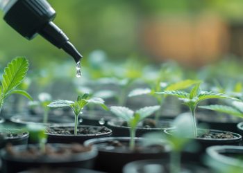 Die Bedeutung von PGRs in der Hanfzucht